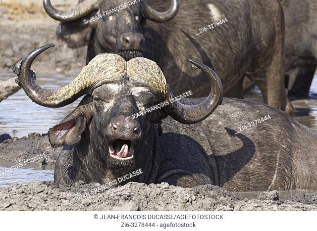 African buffaloes (Syncerus caffer), yawning adult male lying in muddy water, among the herd, at a waterhole, Kruger National Park, South Africa, Africa