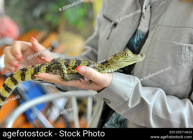 A small crocodile in the hands of a child. Little alligator. Cruelty to animals