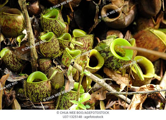 Nepenthes pitcher plant. Semengoh Wildlife Centre, Sarawak, Malaysia