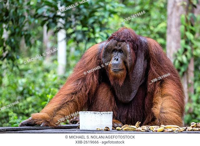 Reintroduced flanged male orangutan, Pongo pygmaeus, Camp Leakey, Tanjung Puting National Park, Borneo, Indonesia
