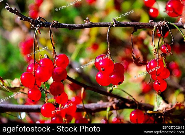 Macro of hanging ripe red currants from a branch with no leaves