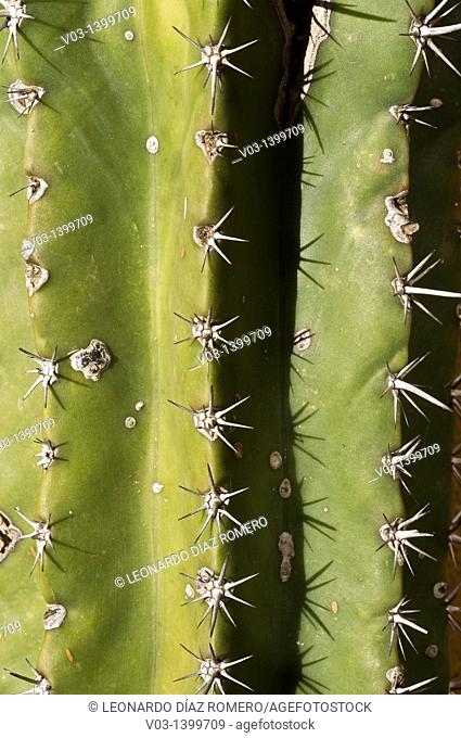 Close-Up at cactus thorns