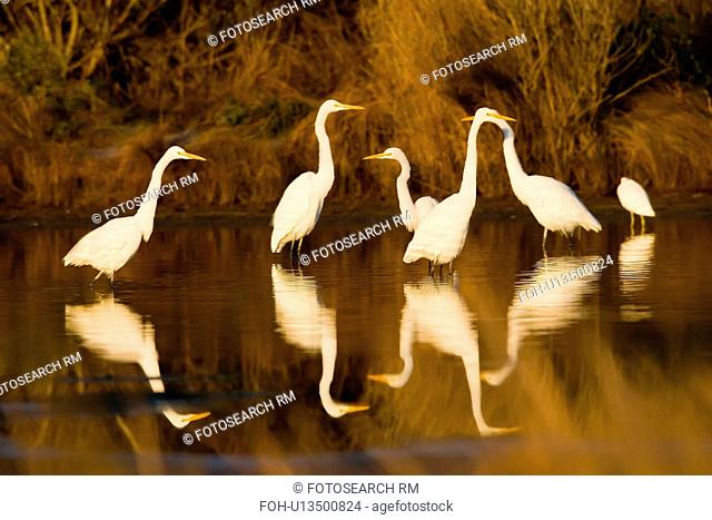 design great egret ardea alba national wildlife