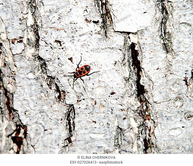 Bedbug-soldier on a tree trunk, red-black beetle. Whitening the bark of the old cracked wood for background and texture