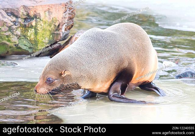 Sea lion eating on the ice - The Netherlands