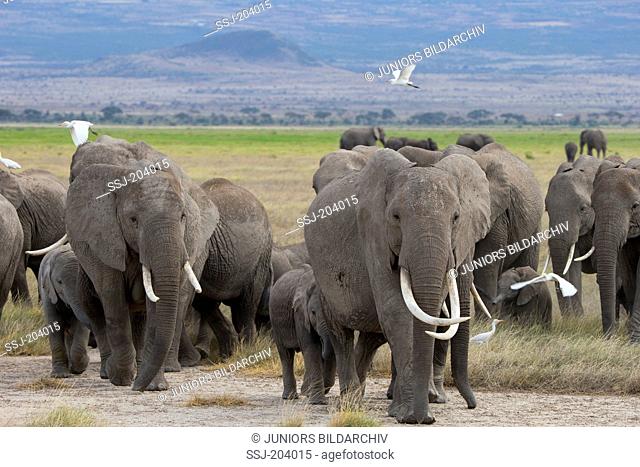 African Elephant (Loxodonta africana). Wandering herd at Amboseli National Park, Kenya