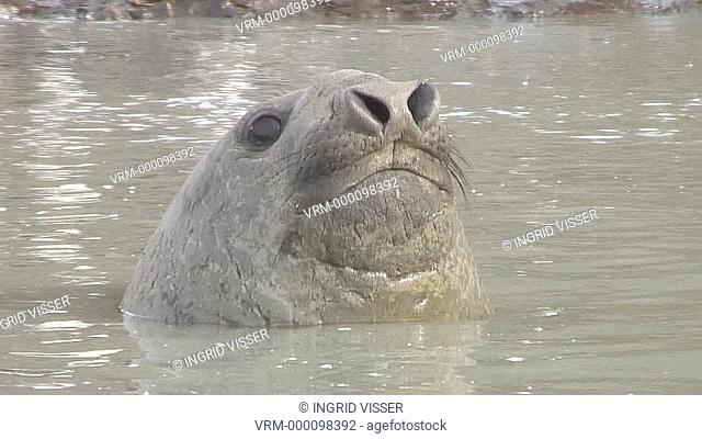 elephant seal , St Andrews, Sth Georgia, Antarctica, Southern