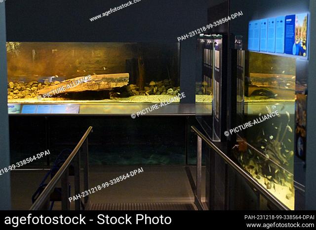 18 December 2023, Brandenburg, Potsdam: Large and small aquariums are set up in the aquarium at the Potsdam Natural History Museum