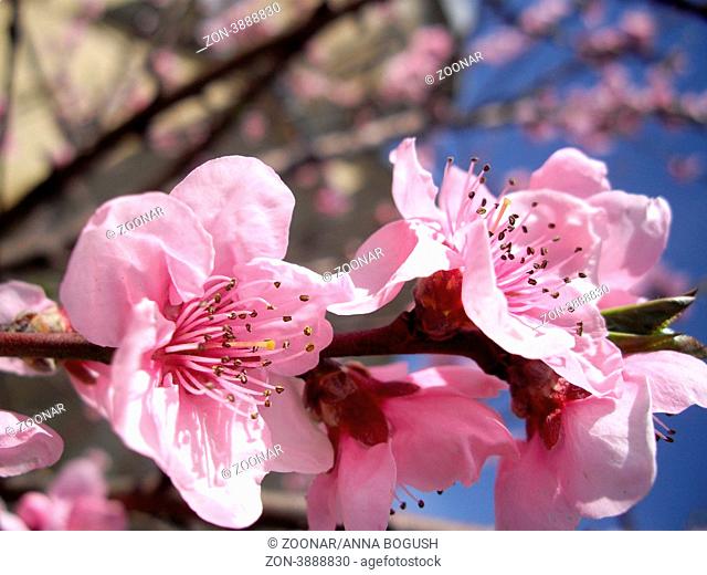 close up of peach blooming branch