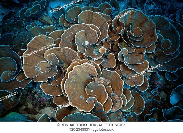 Coral Reef with Lettuce Coral, Turbinaria mesenterina, Kai Islands, Moluccas, Indonesia
