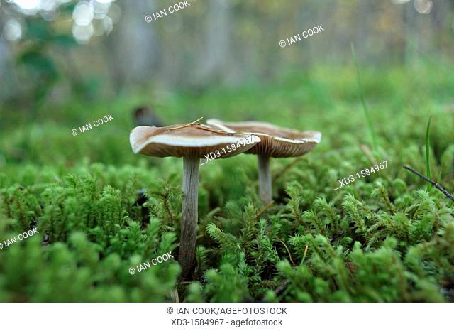 Fawn Mushroom, Pluteus cervinus, Rebecca Spit Park Quadra Island, British Columbia, Canada
