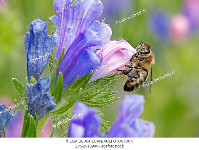 Honeybee-Apis mellifera nectaring on wild flowers. Uk
