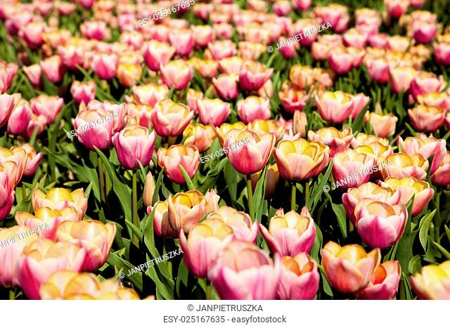 Garden of tulips, spring colorful vivid theme