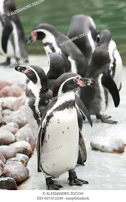 Magellan penguin of the antarctic regions