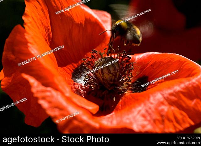 Bumble bee flying above red poppy in summer
