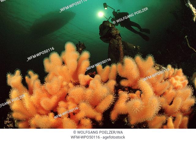 Scuba diver with colorful corals in the atlantic ocean, Alcyonium digitatum, Atlantic Ocean, Norway