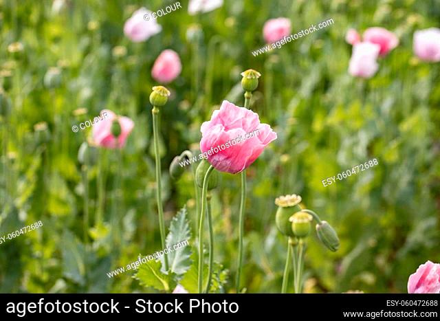 Beautiful pink poppies in blossom on a summer meadow