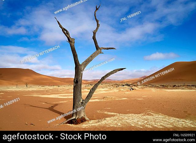 Namib-Naukluft-National Park, Republic of Namibia, South Africa, Africa