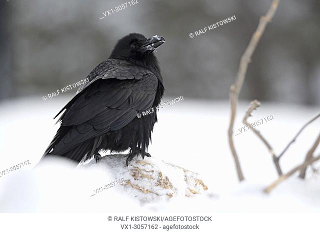 Common Raven ( Corvus corax ) in winter, sitting on snow covered ground, looks funny with snow on its beak, Yellowstone area, Montana, USA