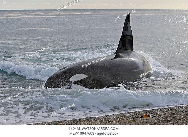 Orca / Killer Whale Valdes Peninsula, Patagonia, Argentina