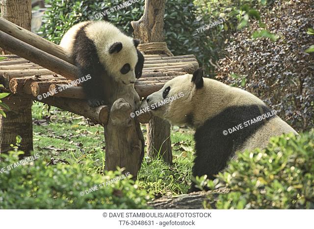 Mother panda and cub at the Chengdu Research Base of Giant Panda Breeding in Chengdu, Sichuan, China