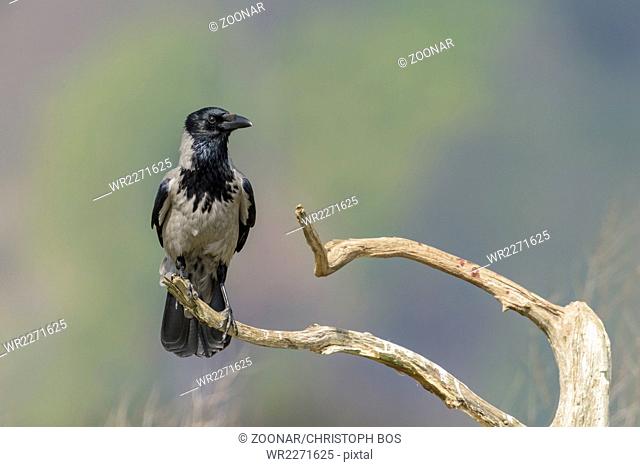Hooded crow, Corvus corone cornix