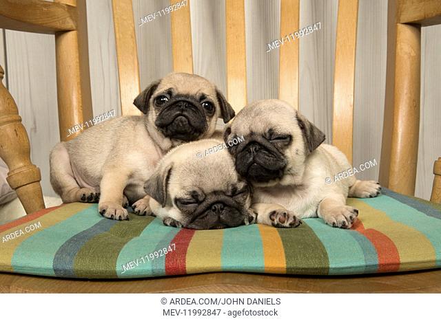 DOG. Pug puppies ( 8 weeks old ) in a chair