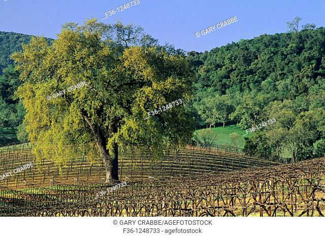 Oak tree in vineyard in early spring, along Vineyard Drive, Paso Robles, San Luis Obispo County, California
