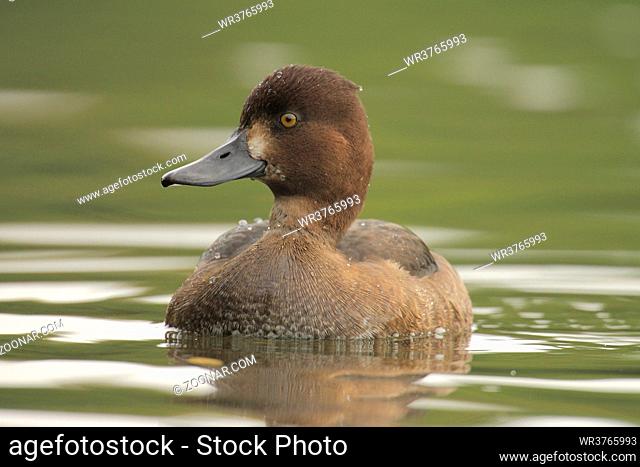 Reiherente, Aythya fuligula, Tufted Duck *** Local Caption *** Oesinghausen, Engelskirchen, NRW, Deutschland
