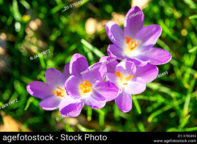 purple crocus in spring in Holland