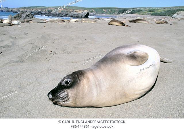Northern Elephant Seal pup (mirounga angustirostris) hauled out on beach, San Luis Obispo County, California, USA