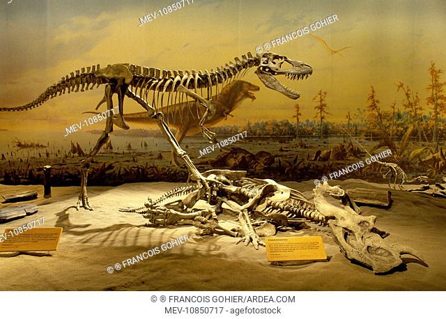 Dinosaurs - Theropods. Display at the royal Tyrrell Museum of Paleontology. Canada. Albertosaurus and Centrosaurus. Late Cretaceous, Alberta, Canada
