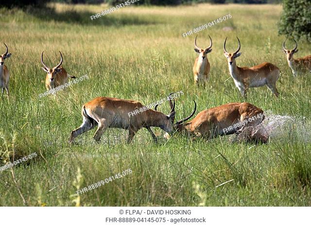 two fighting red lechwe