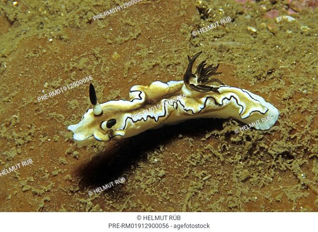 Nudibranch, slug, Glossodoris atromarginata