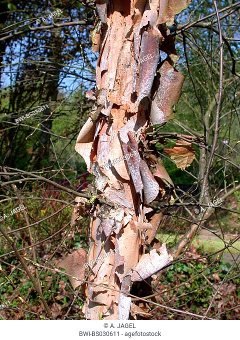 River Birch, Black Birch (Betula nigra), trunk