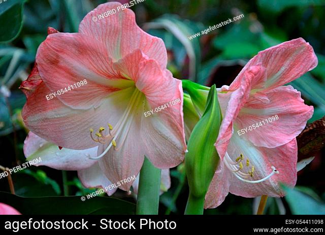 Two beautiful pink calla lilies
