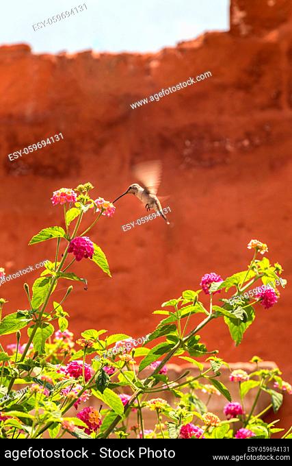 Giant Hummingbird (Patagona gigas) feeding on lantana flowers