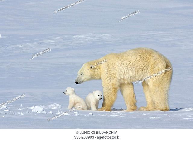 Polar Bear (Ursus maritimus, Thalarctos maritimus). Slimmed down mother with twin cubs standing on snow. Wapusk National Park, Canada