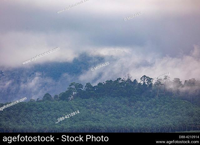 Asie du Sud-Est, Partie nord de Bornéo, Malaisie, Sabah, Réserve naturelle de Tabin, Forêt le long de la piste, la forêt primaire est remplacée par des...