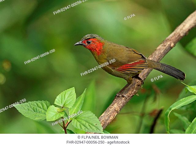 Red-faced Liocichla (Liocichla phoenicea ripponi) adult, perched on twig, Doi Lang, Doi Pha Hom Pok N.P., Chiang Mai Province, Thailand, November