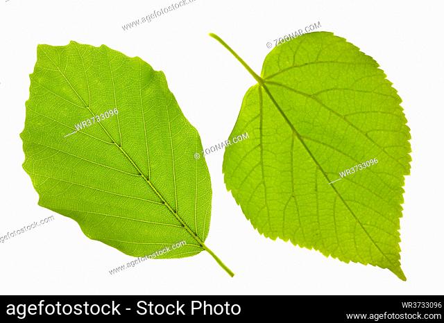 single leaf of beech and linden tree isolated over white background