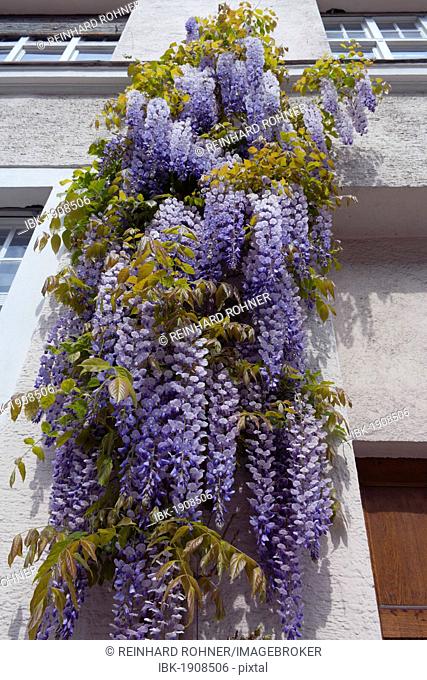Wisteria (Wisteria sinensis) on a house wall