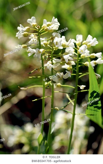 perfoliate penny-cress, thoroughwort penny-cress (Thlaspi perfoliatum), inflorescences, Germany