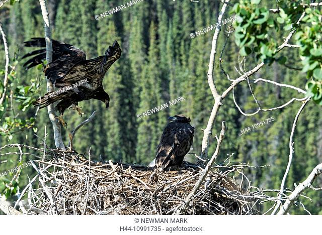 three month old bald eaglets ready to fledge, Yukon, Canada