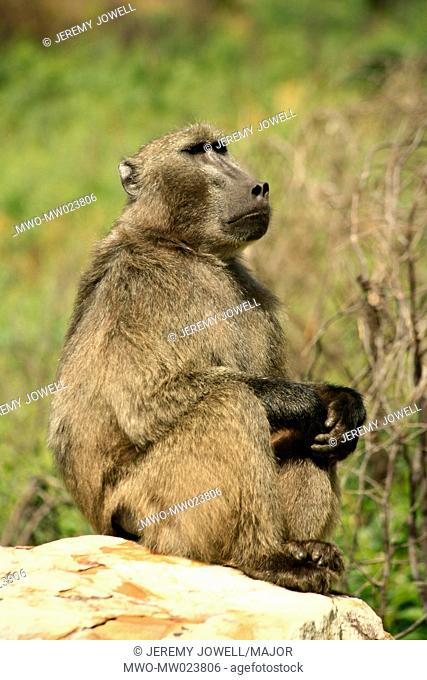 A Chacma baboon Papio ursinus also known as the Cape baboon, in Cape Town, South Africa December 23, 2008