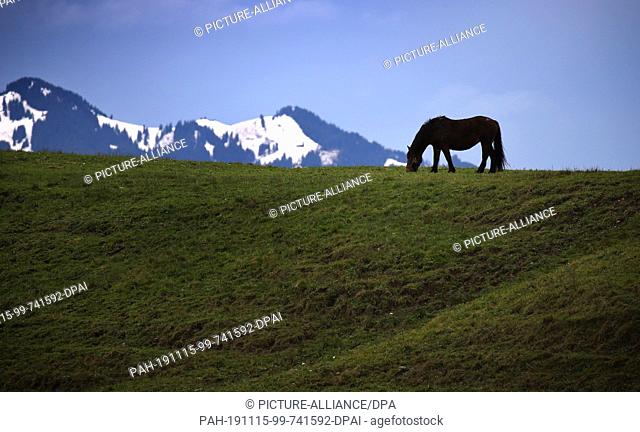 15 November 2019, Bavaria, Schwangau: A horse grazes in a green meadow in front of the snow-covered Alps. Photo: Karl-Josef Hildenbrand/dpa