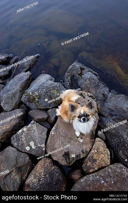 Long-haired Chihuahua on a stone by the water, looking at camera, from above, July, Finland