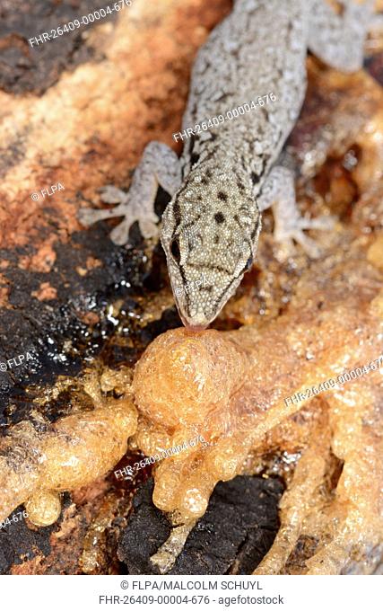 Flat-headed House Gecko (Hemidactylus platycephalus) adult, feeding on solidified sap of acacia tree, Kafue N.P., Zambia, September