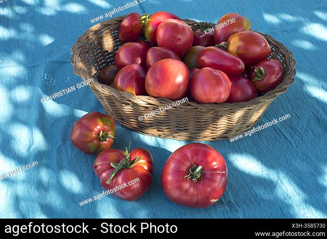 Jeux d'ombres sur un panier de tomates fraichement recoltees/Shadows playing on a basket of freshly harvested tomatoes