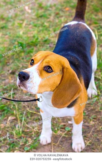 dog Beagle breed on the green grass in the summer